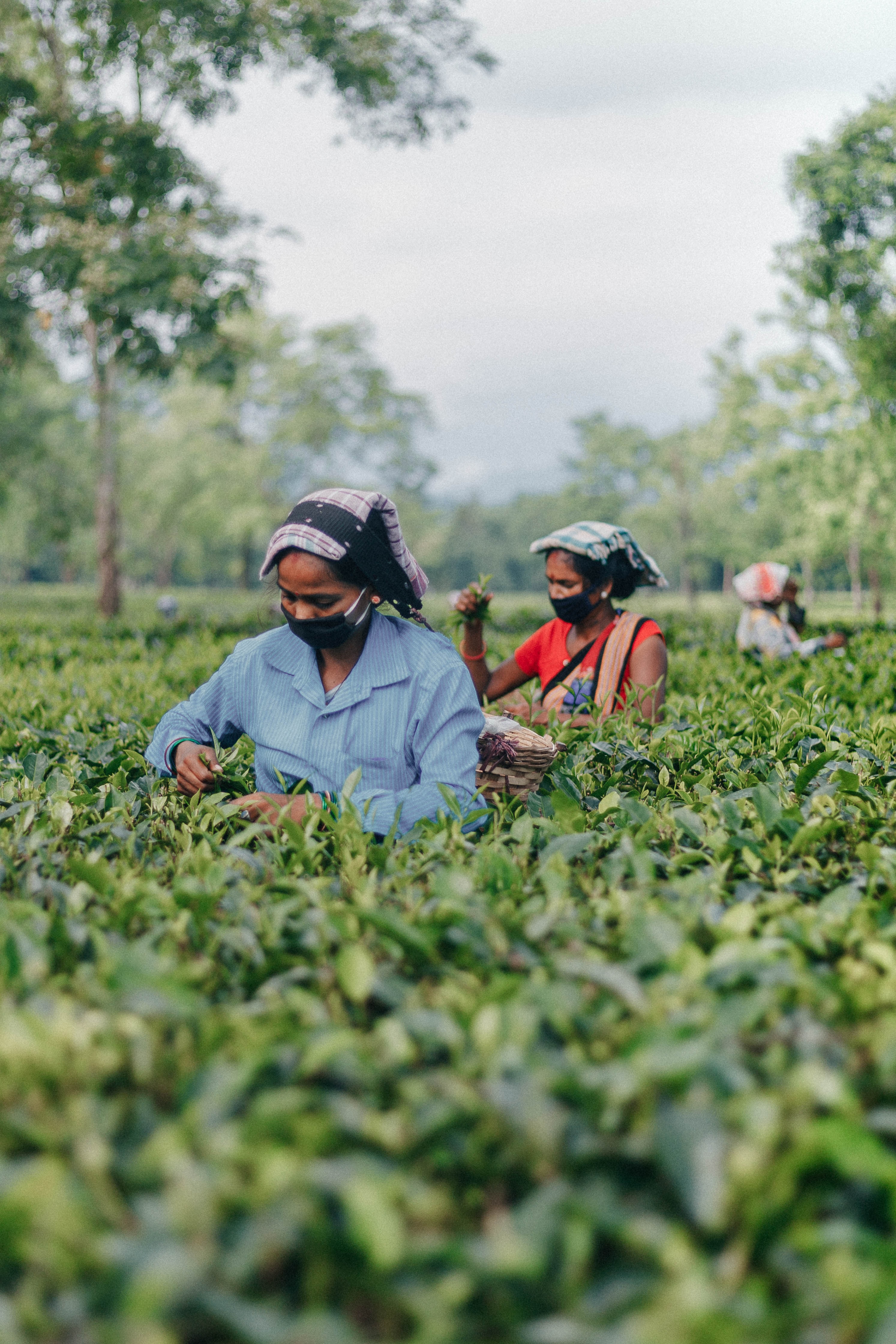 ILAMIAGRO - An agro tech company